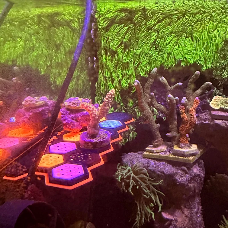 حامل مغناطيسي فلوريسينت لشظايا - مراجعة Coral Frag Plug وسعره